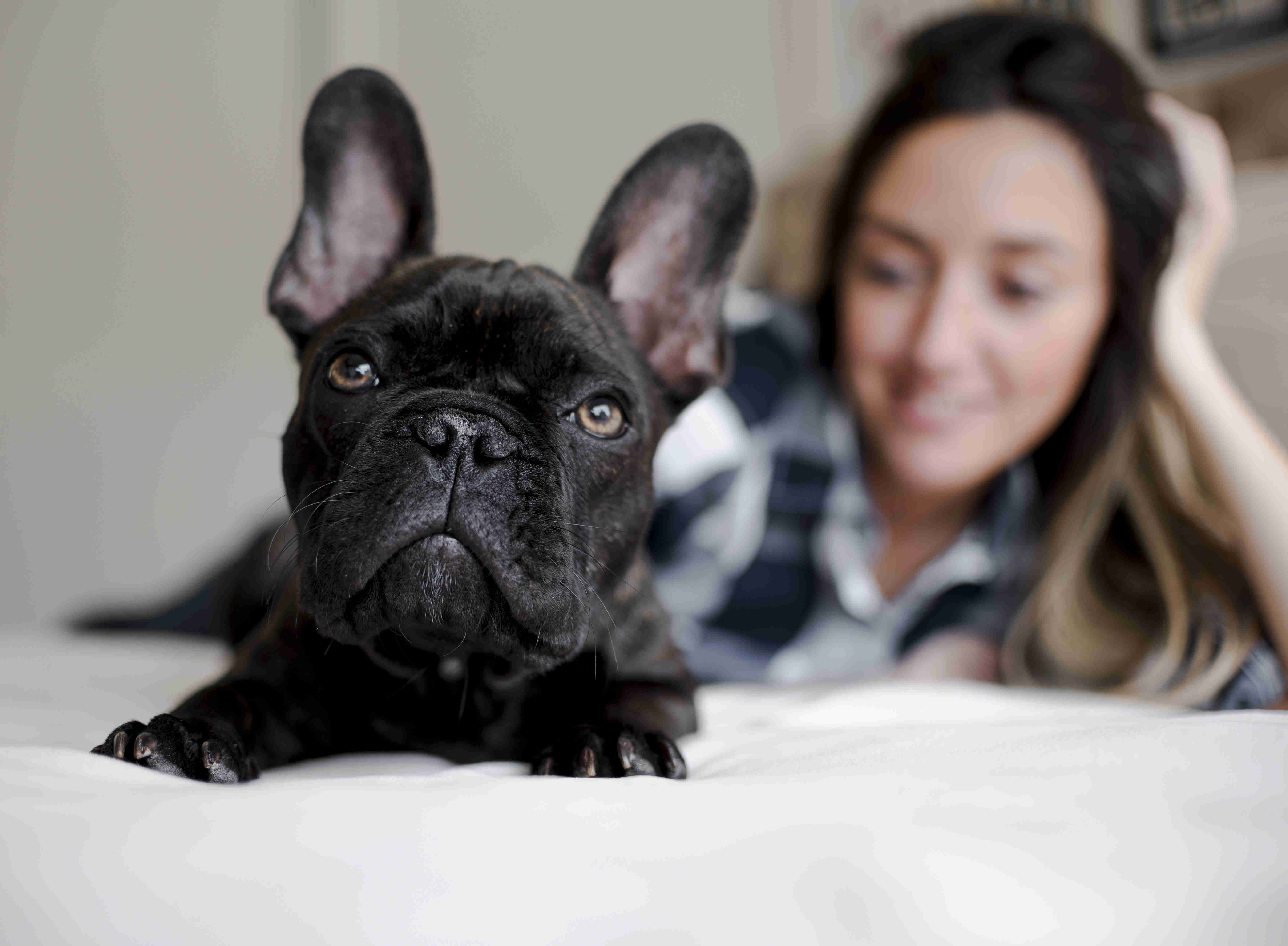 Silencing the Whines: Effective Ways to Address Excessive Crying Behavior in French Bulldogs